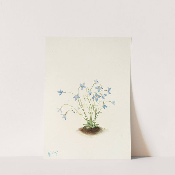 Quakerladies. (Houstonia caerulea) (1925) by Mary Vaux Walcott