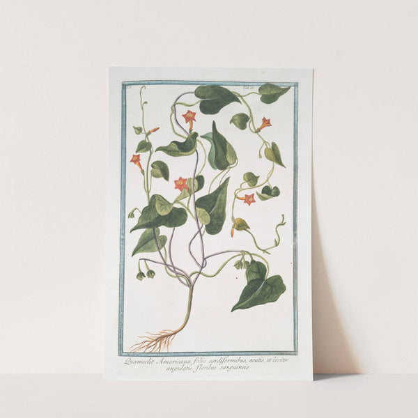 Quamoclit Americana foliis cordiformibus, acutis, et leviter angulatis, floribus sanguineis by Giorgio Bonelli