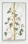 Quamoclit foliis digitatis, pentaphyllos, pedunaculis unifloris, flore dilute purpurascente – Ipomoea