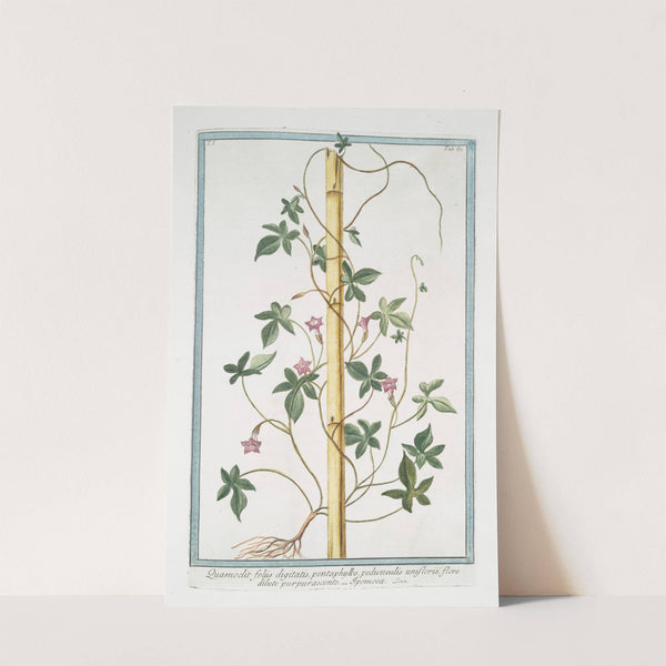 Quamoclit foliis digitatis, pentaphyllos, pedunaculis unifloris, flore dilute purpurascente - Ipomoea by Giorgio Bonelli