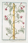 Quamoclit, foliis tenuiter incisis, et pinnatis – Ipomæa.(cypress vine, cardinal climber, star glory)