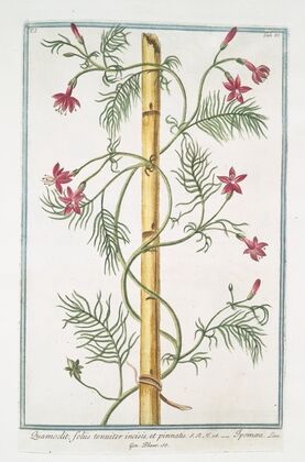 Quamoclit, foliis tenuiter incisis, et pinnatis – Ipomæa.(cypress vine, cardinal climber, star glory)