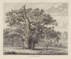 Queen Elizabeth’s Oak