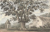 Queen Elizabeth’s Oak near Finborough Hall