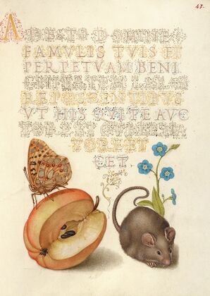 Queen of Spain Fritillary, Apple, Mouse, and Creeping Forget-Me-Not