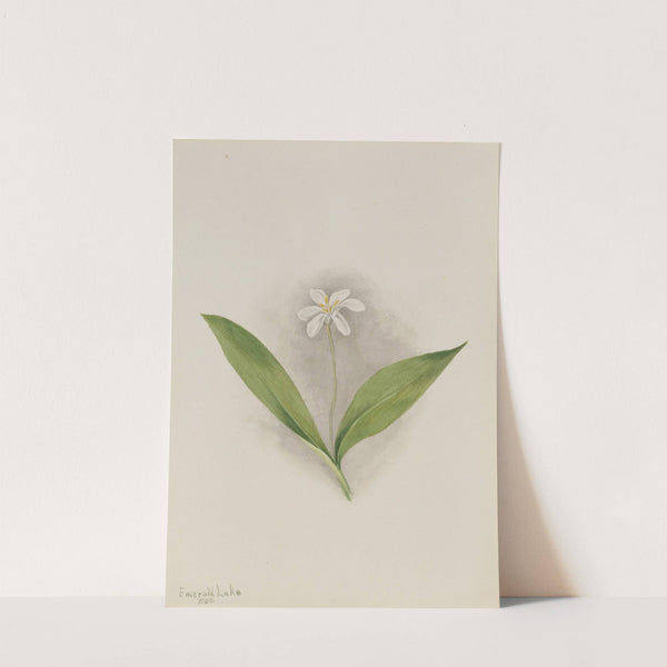 Queencup (Clintonia uniflora) (1902) by Mary Vaux Walcott