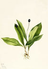 Red Lily (Lilium montanum) (1923)