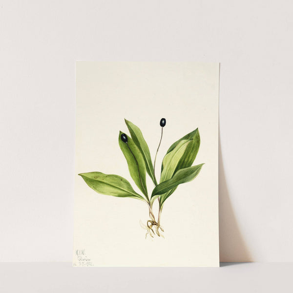 Queencup (Clintonia uniflora) (1922) by Mary Vaux Walcott