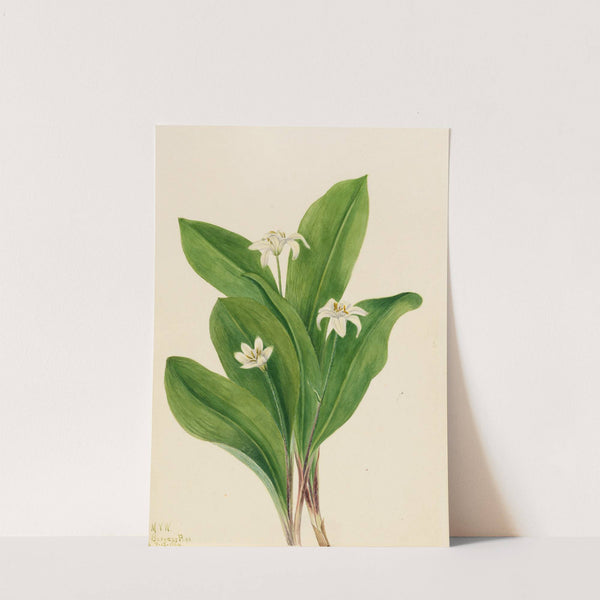 Queencup (Clintonia uniflora) (1924) by Mary Vaux Walcott