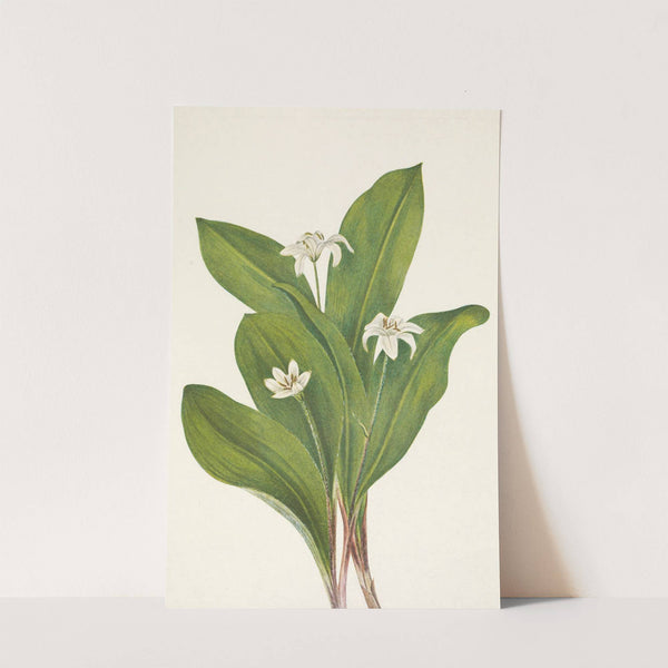 Queencup (flower). Clintonia uniflora (1925) by Mary Vaux Walcott