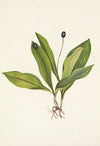 Rhodora. (Rhodora canadensis)