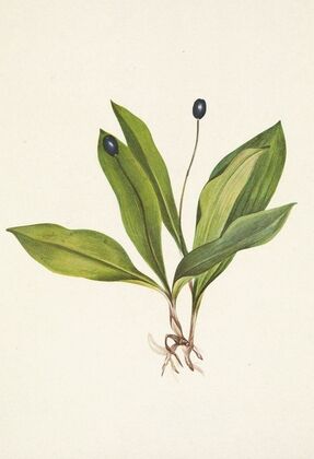 Rhodora. (Rhodora canadensis)