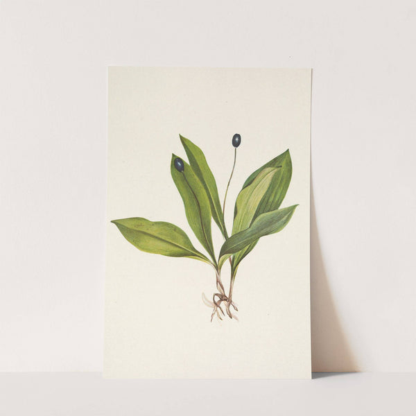 Queencup (fruit). Clintonia uniflora (1925) by Mary Vaux Walcott