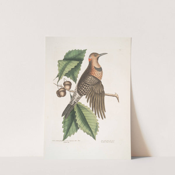 Quercus Castanea foliis, procera Arbor Virginiana, Chesnut Oak; Picus carius major, alis aureis, The golden Winged Woodpecker. by Mark Catesby