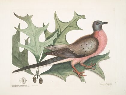 Quercus Esculi divisura, foliis amplioribus aculeatis, Red Oak; Palumbus Migratorius, The Pigeon of Passage. — size preview