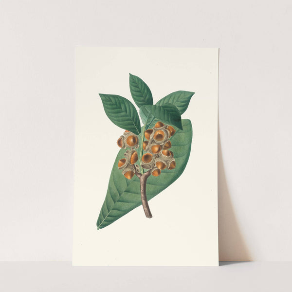 Quercus grandifolia = Magnolia-leaved oak. by Aylmer Bourke Lambert