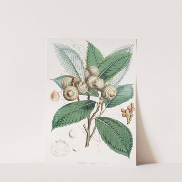 Quercus Lamellosa, Ham. (1855) by Walter Hood Fitch