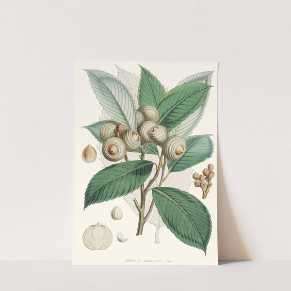 Quercus Lamellosa, Ham. (1855) by Walter Hood Fitch