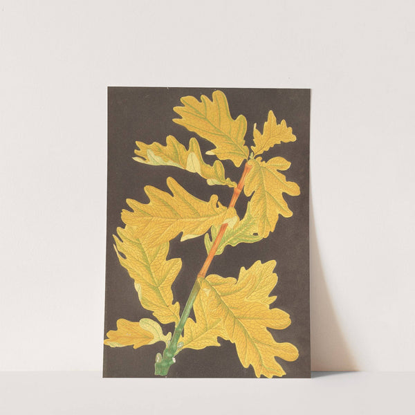 Quercus Robur, var. Concordia by Charles Antoine Lemaire