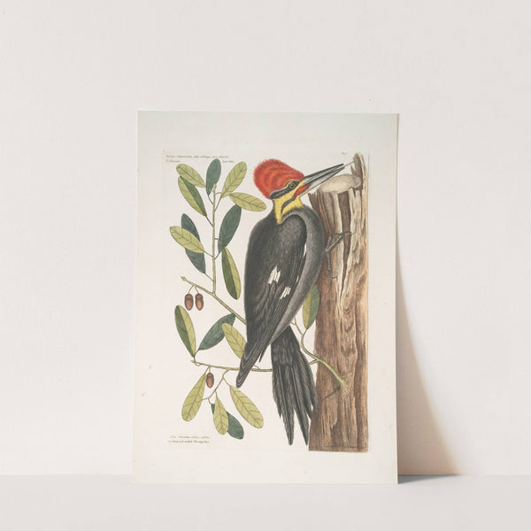 Quercus sempervirens foliis oblongis non sinuatis, Live Oak; Picus maximus crista-tubra, The large red crested Woodpecker. by Mark Catesby