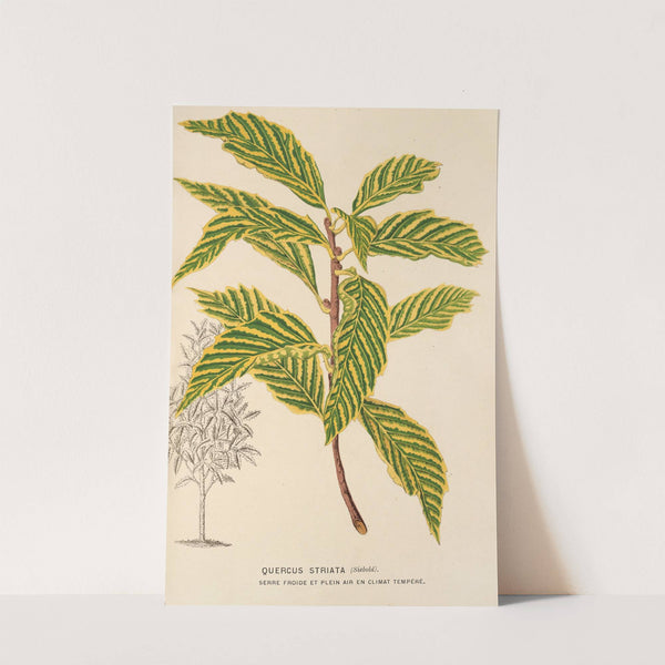 Quercus striata by Charles Antoine Lemaire