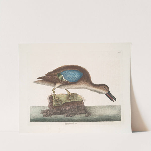 Querquedula Americana fusca, The Blue-Wing Teal. by Mark Catesby