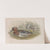 Querquedula circia. Garganey. (1862-1873) by John Gould