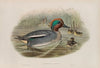 Querquedula crecca. Teal. (1862-1873)