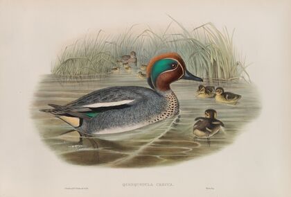 Querquedula crecca. Teal. (1862-1873)