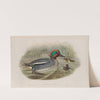 Querquedula crecca. Teal. (1862-1873) by John Gould