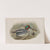 Querquedula crecca. Teal. (1862-1873) by John Gould
