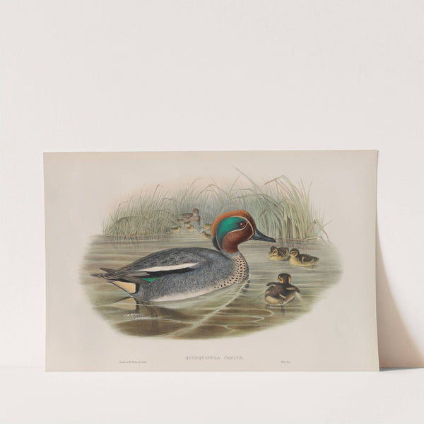 Querquedula crecca. Teal. (1862-1873) by John Gould
