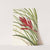 Quill-leaf Tillandsia. Pillandsia fasciculata (1925) by Mary Vaux Walcott