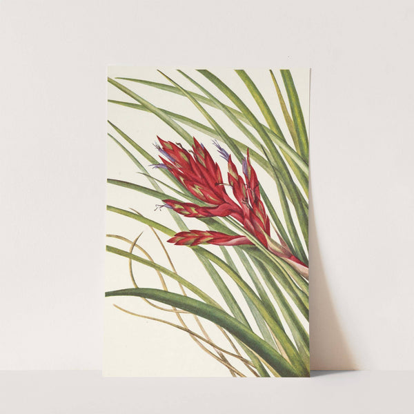 Quill-leaf Tillandsia. Pillandsia fasciculata (1925) by Mary Vaux Walcott