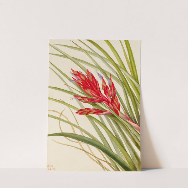 Quill-Leaf Tillandsia (Tillandsia fasciculata) (1929) by Mary Vaux Walcott