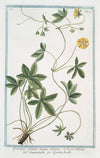 Quinque folium majus repens – Cinquefoglio – Quinte-feuille