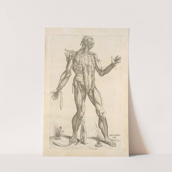 Quinta musculorum tabula (1545) by Thomas Geminus