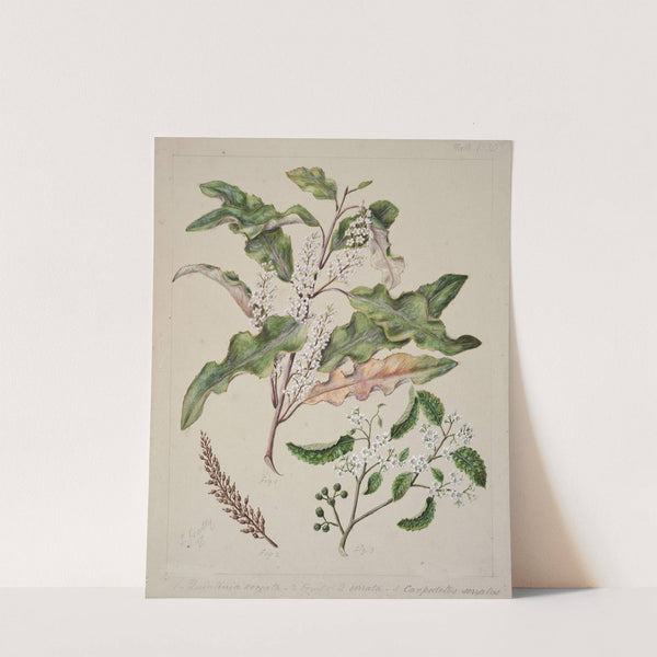 Quintinia serrata; Carpodetus serratus by Sarah Featon