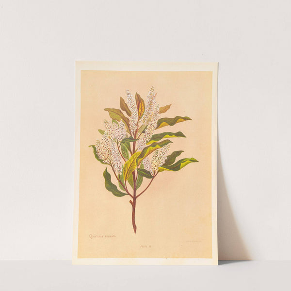 Quintinia Serrata by Georgina Burne Hetley