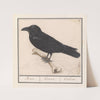Raaf (Corvus corax) (1596-1610) by Anselmus Boëtius de Boodt