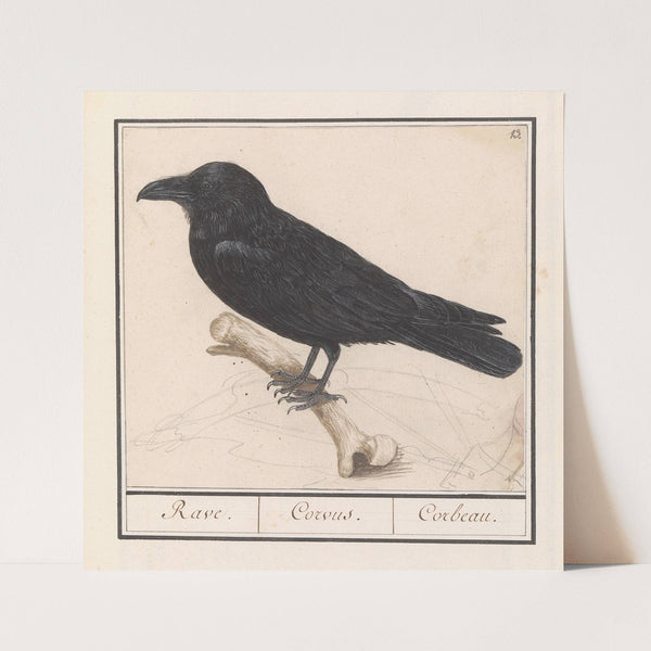 Raaf (Corvus corax) (1596-1610) by Anselmus Boëtius de Boodt