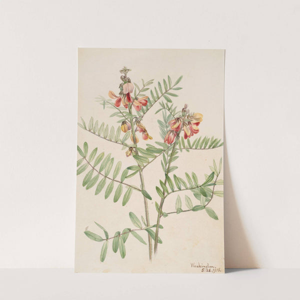 Rabbitbean (Cracca virginiana) (1918) by Mary Vaux Walcott