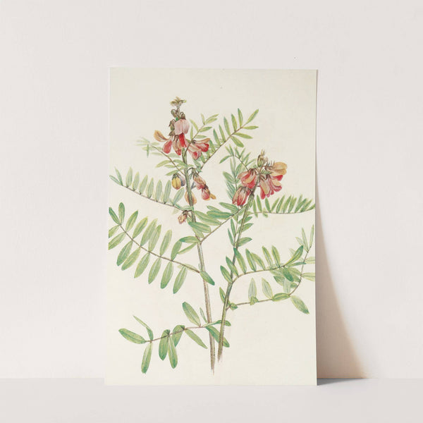 Rabbitbean. (Cracca virginiana) (1925) by Mary Vaux Walcott