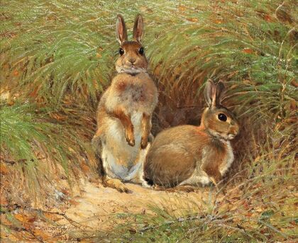 Rabbits