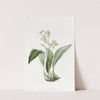 Raceme-flowered Maxillaria by Sydenham Edwards