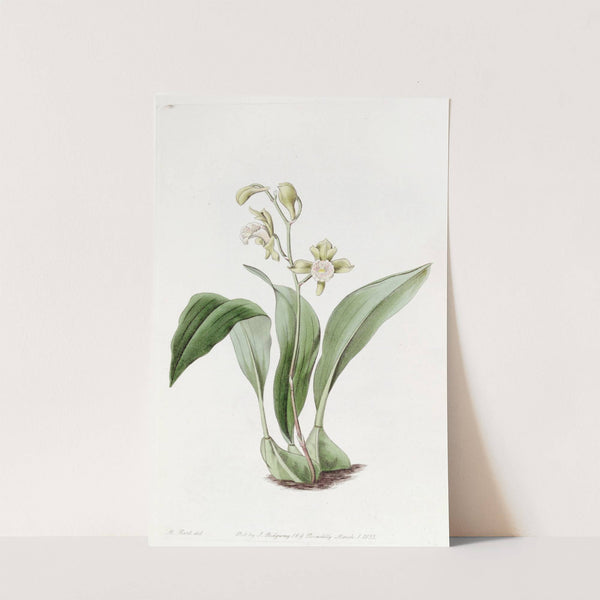 Raceme-flowered Maxillaria by Sydenham Edwards