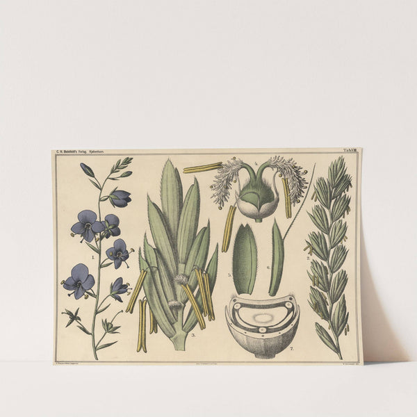 Racemes and ears. (1879) by Niels Skovgaard