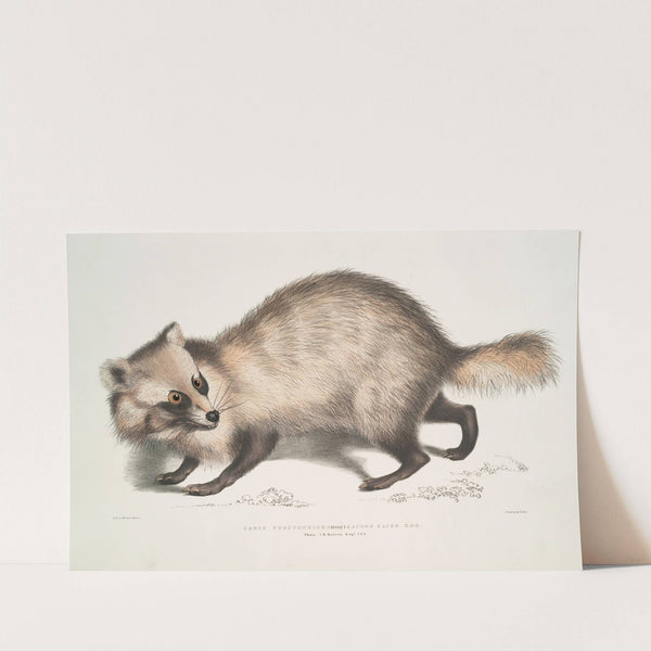 Racoon-faced Dog, Canis procyonoides. China. by John Edward Gray