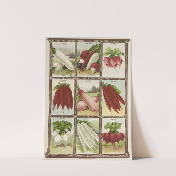 Radish (1921) by Genesee Valley Lithograph Co.
