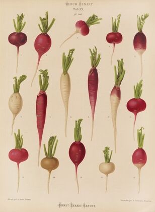 Radishes (1876-1886)